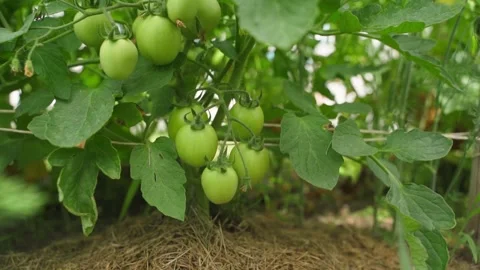 The camera pans around hanging green tomatoes in a garden bed. unripe growing Stock Footage 252205717