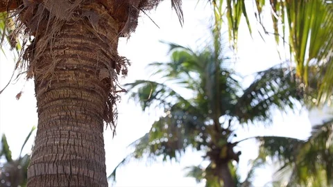 Camera pans around palm tree revealing bright sun with slight lens flare. Video stock 111347762