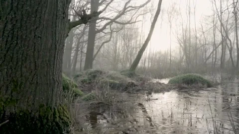 Camera pans around a small mossy pond in a misty forest Video stock 293082759
