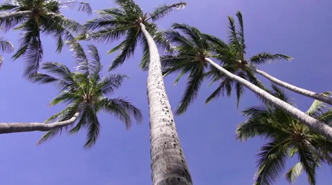 Camera pans around tall palm trees in the wind tropical Stock Footage 61912260