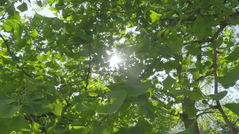 Camera pans back through dense foliage of Maidenhair Tree (Ginkgo biloba) Stock Footage 328351175