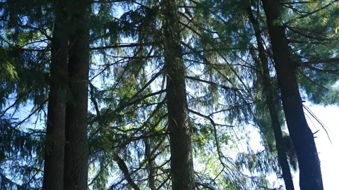 Camera Pans up Blue Spruce Pine Trees in Pennsylvania Stock Footage 308833007