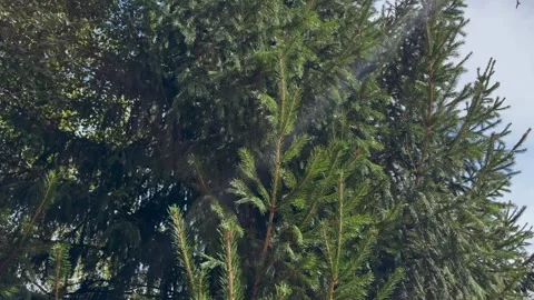 The camera pans from bottom to top, showing the height of a majestic green Stock Footage 330915649