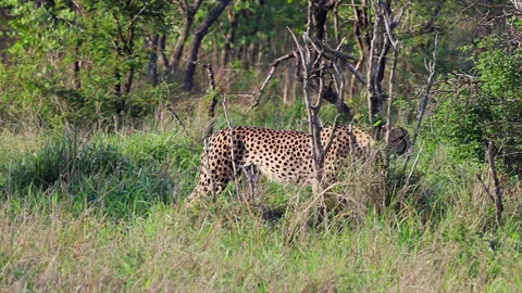 Camera pans with cheetah walking in profile through green woodland Stock Footage 333939382
