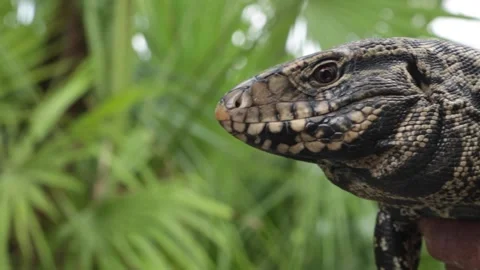 Camera pans into a close up of a tegu lizard. Stock Footage 345172586