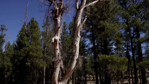Camera pans up a dead tree in pine forest Stock Footage 329667569