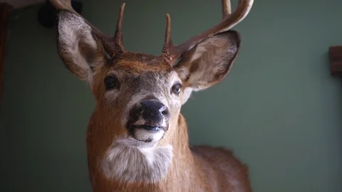 Camera pans to deer head mounted on country wall - hunting concept Video stock 88065030