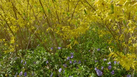 Camera pans down along a shrub of Forsythia with yellow flowers, under which is Stock Footage 306756863