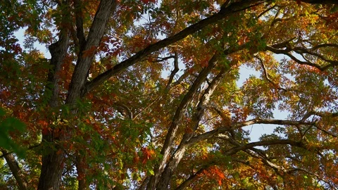 The camera pans down as Leaves Flutter in Beautiful Fall Colors Video stock 89143148