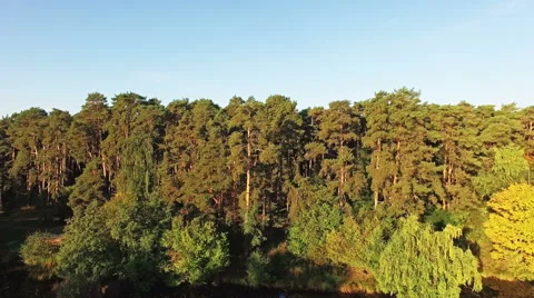 The camera pans down over pine forests and the lake Stock Footage 55251475