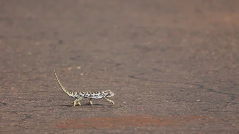 Camera pans with Flap neck chameleon walking on asphalt road surface 库存影片 336659431