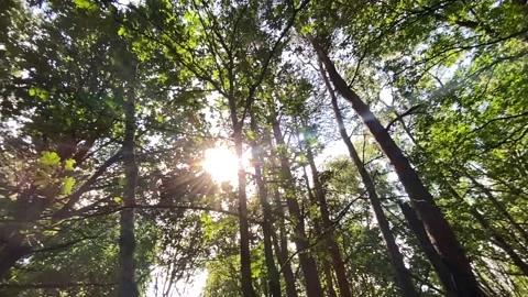 Camera pans in forest Vidéo 138453043