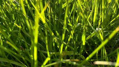 The camera pans forward through green, fresh spring grass in a sunlit meadow Stock Footage 194729110