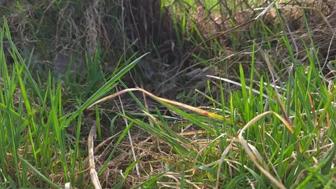 Camera pans up from green grass to a chain-link fence against a bright sun .. Vídeos de archivo 333792888
