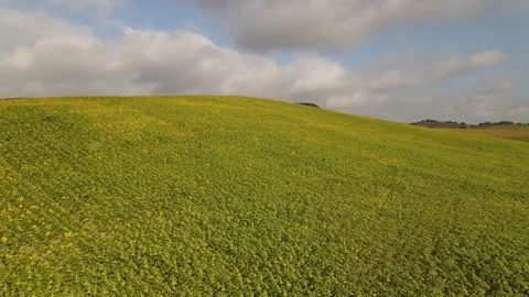 Camera pans from a height of 10 meters over a field of sunflowers. Stock Footage 152672031