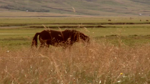 Camera pans with horses in Iceland. Stock Footage 45147787
