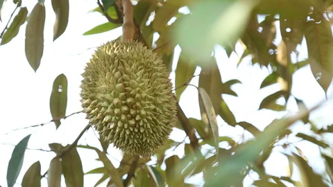 The camera pans to the left. Durian balls on the tree Stock Footage 139903556