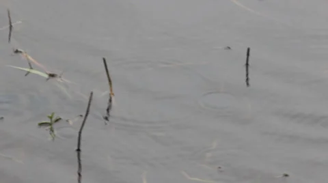 Camera pans left to Florida Alligator on Shoreline Stock Footage 37252262