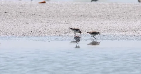 Camera pans to the left revealing this individual foraging at a saltpan Video stock 260695094