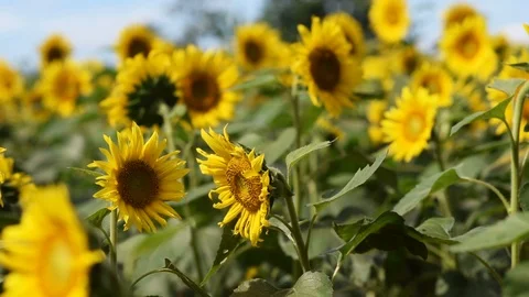 The camera pans from left to right over a sunlit sunflower patch Vídeos de archivo 96090013