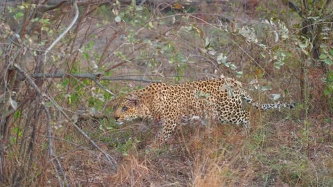 Camera pans with leopard creeping stealthily through bushveld trees Video stock 342671162