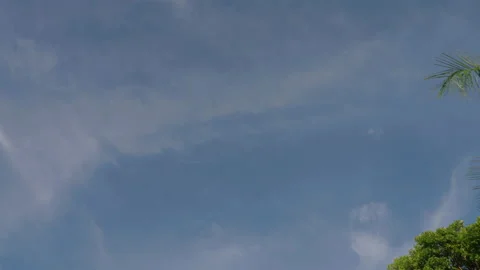 The camera pans moves past a large green beautiful palm tree and comes out on a Stock Footage 239881583