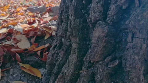 The camera pans out from behind the tree. Yellow leaves lie on the ground. Video stock 141397067