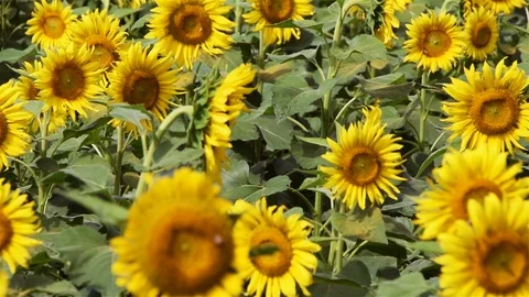 Camera pans out to show an immense sunflower patch Vídeos de archivo 96086159