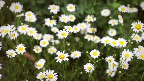 Camera pans over beautiful Chamomile patch in the wilderness during daytime Vídeos de archivo 76328684