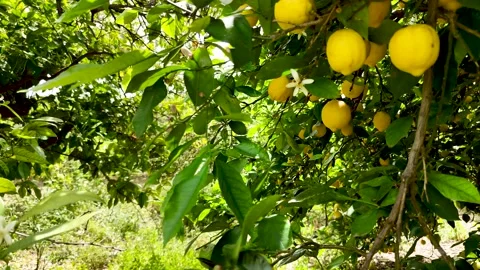 The camera pans over the branch of a lemon tree laden with fruit Stock Footage 314044943