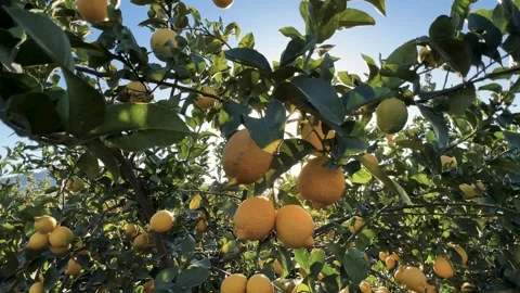 The camera pans over the branch of a lemon tree laden with fruit Video stock 314045035