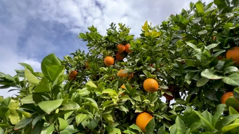 The camera pans over the branch of a orange tree laden with fruit Stock Footage 314044945
