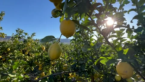 The camera pans over the branches of the tree Stock Footage 314045174