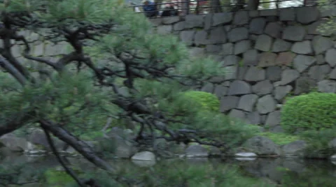 Camera pans over to a cat sitting in a tree over a Japanese style pond Video stock 43191607