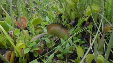 Camera pans over a group of Venus flytraps Stock Footage 220064002
