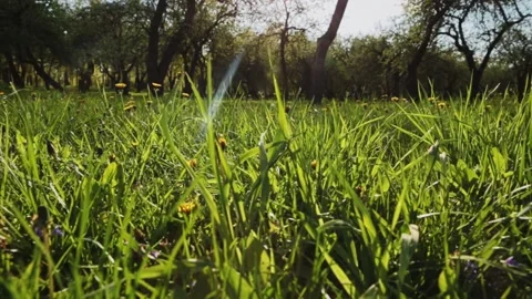 The camera pans over the low grass in the sunlight. Stock Footage 165455639