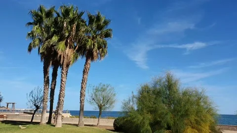 Camera pans over the Pam Trees and Park, L'Ampolla, Costa Dorada Stock Footage 133401890