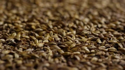 Camera pans over roasted barley grains on flat surface Stock Footage 328143953
