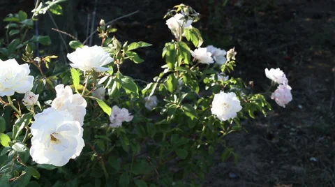Camera pans over white rose bush. It is an Iceberg floribunda rose. Stock Footage 55618190