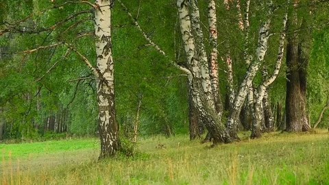 The camera pans past birches in the park on a summer day Stock Footage 137095827