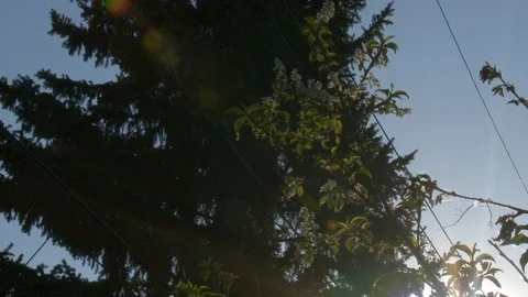 Camera pans right and tilts down from large coniferous tree to settle on a Vídeos de archivo 92806418