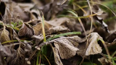 Camera pans right to left over fallen leaves covered in frost Stock Footage 69151782