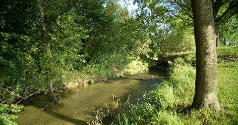 Camera Pans Right on a Sunlit Stream at Midmorning in Italian Forest Stock Footage 203122461