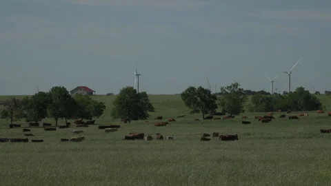 Camera pans skyline of wind turbines as cattle move along down below, 4K. Stock Footage 241539974
