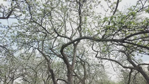 Camera pans slowly across the rows of flowering apple trees. Stock Footage 334556838