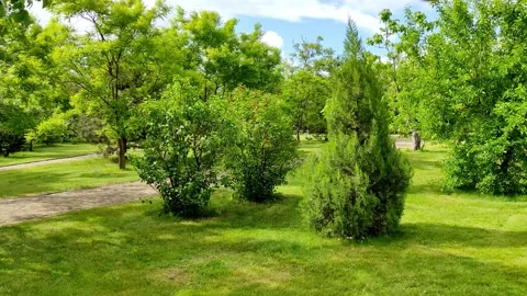 Camera pans slowly in the park along the trees Video stock 155440785