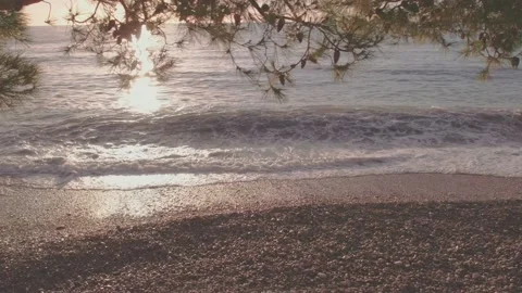 The camera pans slowly to the right under the pine branches above the coastline Stock Footage 226992979