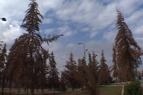 Camera pans from tall trees to pink presidential palace. Video stock 86753302