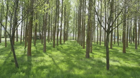 The camera pans through an aspen grove in springtime Stock Footage 152826162