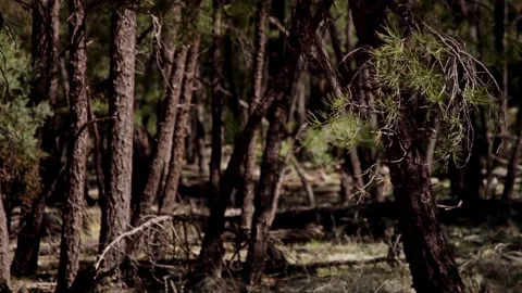 Camera pans through a dense dark forest of pines Stock Footage 329667037